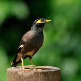 Common Myna