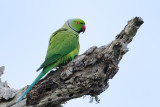 Rose-ringed Parakeet