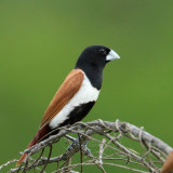 Tricolored Munia