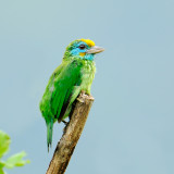 Yellow-fronted Barbet