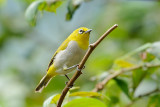 Oriental White Eye