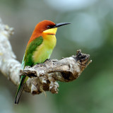 Chestnut-headed Bee-eater