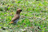 Scaly-breasted Munia