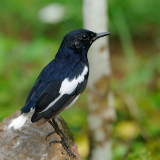 Oriental Magpie Robin