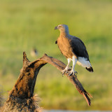 Grey-headed Fish-eagle