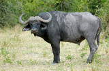 Buffalo