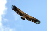 White-backed Vulture