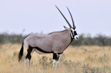 Orix - Namibia