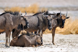 Gnoe - Etocha - Namibia
