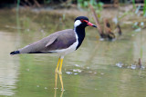 Red-wattled lapwing