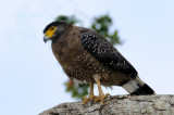 Crested Serpent Eagle