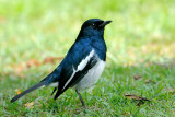 Oriental Magpie Robin