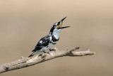 Pied Kingfisher