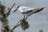 Whiskered Tern - juvenile