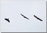 Brahminy Kites & Crow - departing
