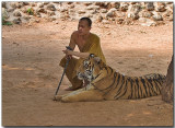 Bengal Tiger - Tiger Temple, Thailand
