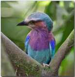 Lilac-breasted Roller