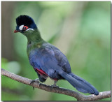 Hartlaubs Turaco