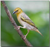 Village Weaver - Female