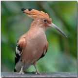 Hoopoe