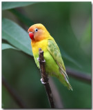 Lilians Lovebird