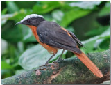 White-crowned Robin Chat