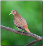 Blue Ground Dove - Female