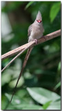 Blue-naped Mousebird