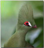 Guinea Turaco