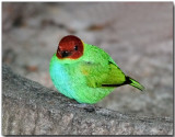 Bay-headed Tanager