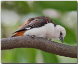 White-Headed Buffalo Weaver