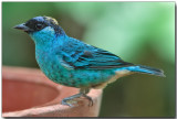 Golden-naped Tanager - female