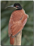 12-Wired Bird of Paradise - female
