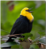 Yellow-hooded Blackbird - male
