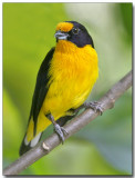 Violaceous Euphonia - Male