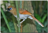 Rusty Laughingthrush