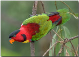 Yellow-bibbed Lory