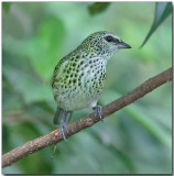 Spotted Tanager