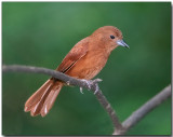 White-lined Tanager - female