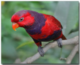 Violet-necked Lory