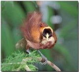 Red Bird of Paradise - Wing exercise