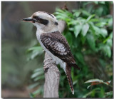 Laughing Kookaburra