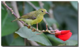 Olive-backed Sunbird - Female