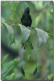 Greater Racket-tailed Drongo