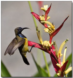 Olive-backed Sunbird - Departure