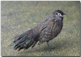 Malayan Peacock-pheasant - male
