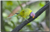 Plum-headed Parakeet - male