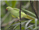 Rose-ringed Parakeet - female
