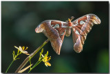 Atlas Moth