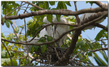 Little Egret - adults & chick